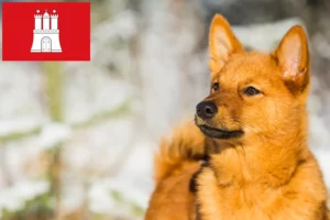 Read more about the article Finnenspitz breeder and puppies in Hamburg