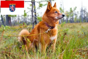 Read more about the article Finnenspitz breeders and puppies in Hessen