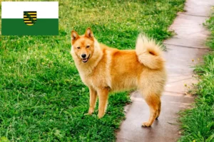 Read more about the article Finnenspitz breeders and puppies in Saxony