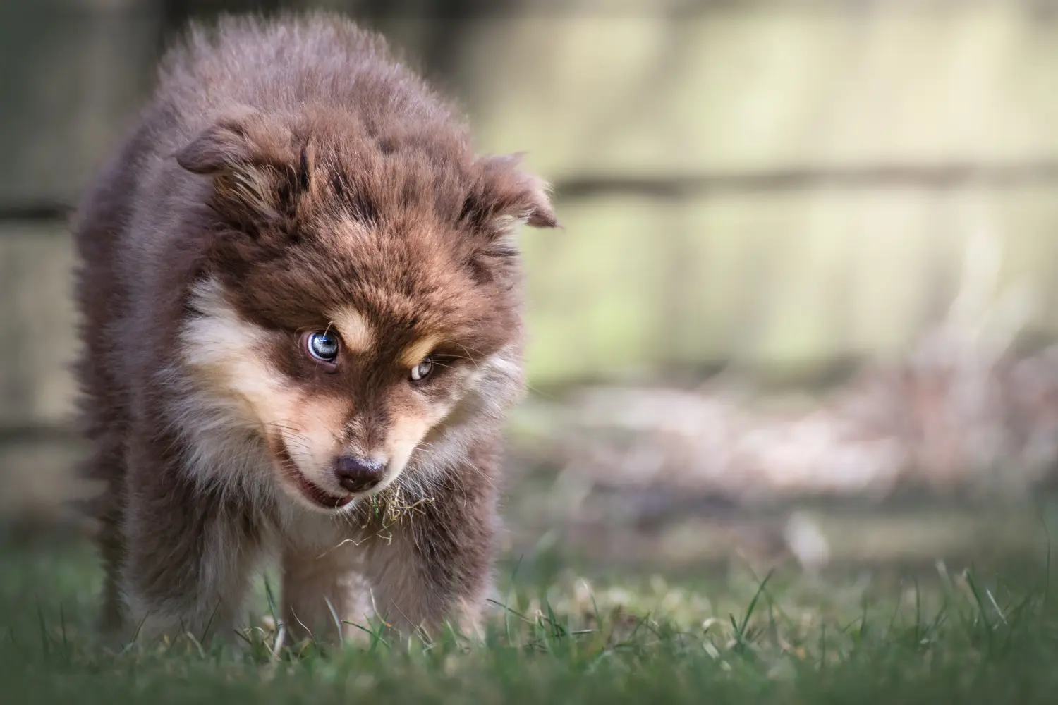 Buying a Finnish Lapphund puppy means taking responsibility! Buy Finnish Lapphund puppies.