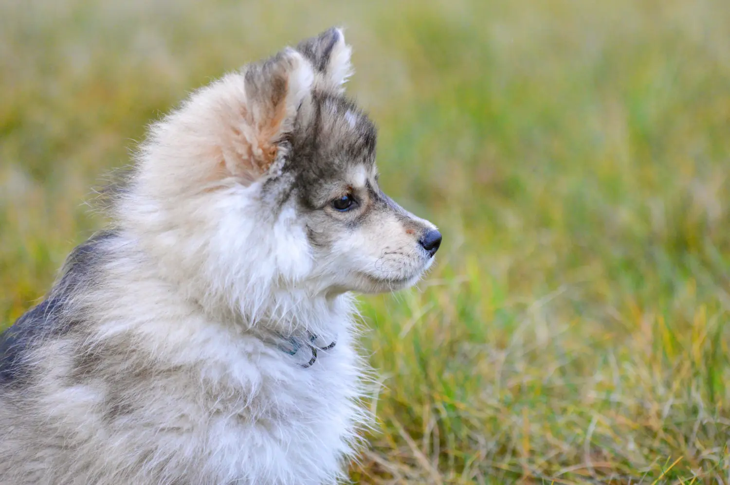 Buying a Finnish Lapphund puppy means taking responsibility! Buy Finnish Lapphund puppies.