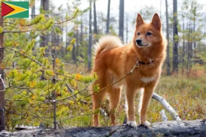 Read more about the article Finspitz breeders and puppies in Guyana
