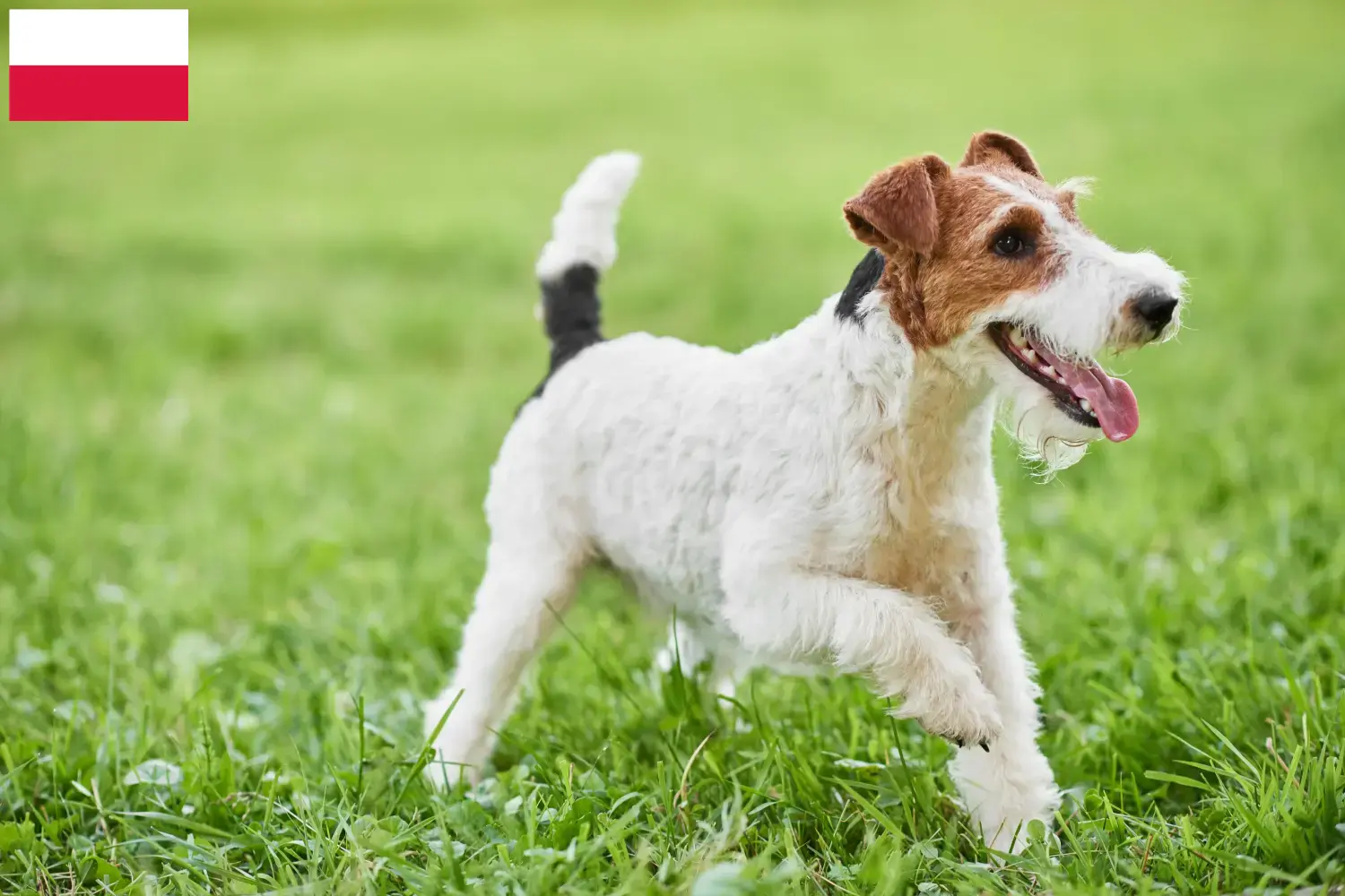 Fox Terrier puppies and breeders Poland Find Fox Terrier breeders in Poland here.