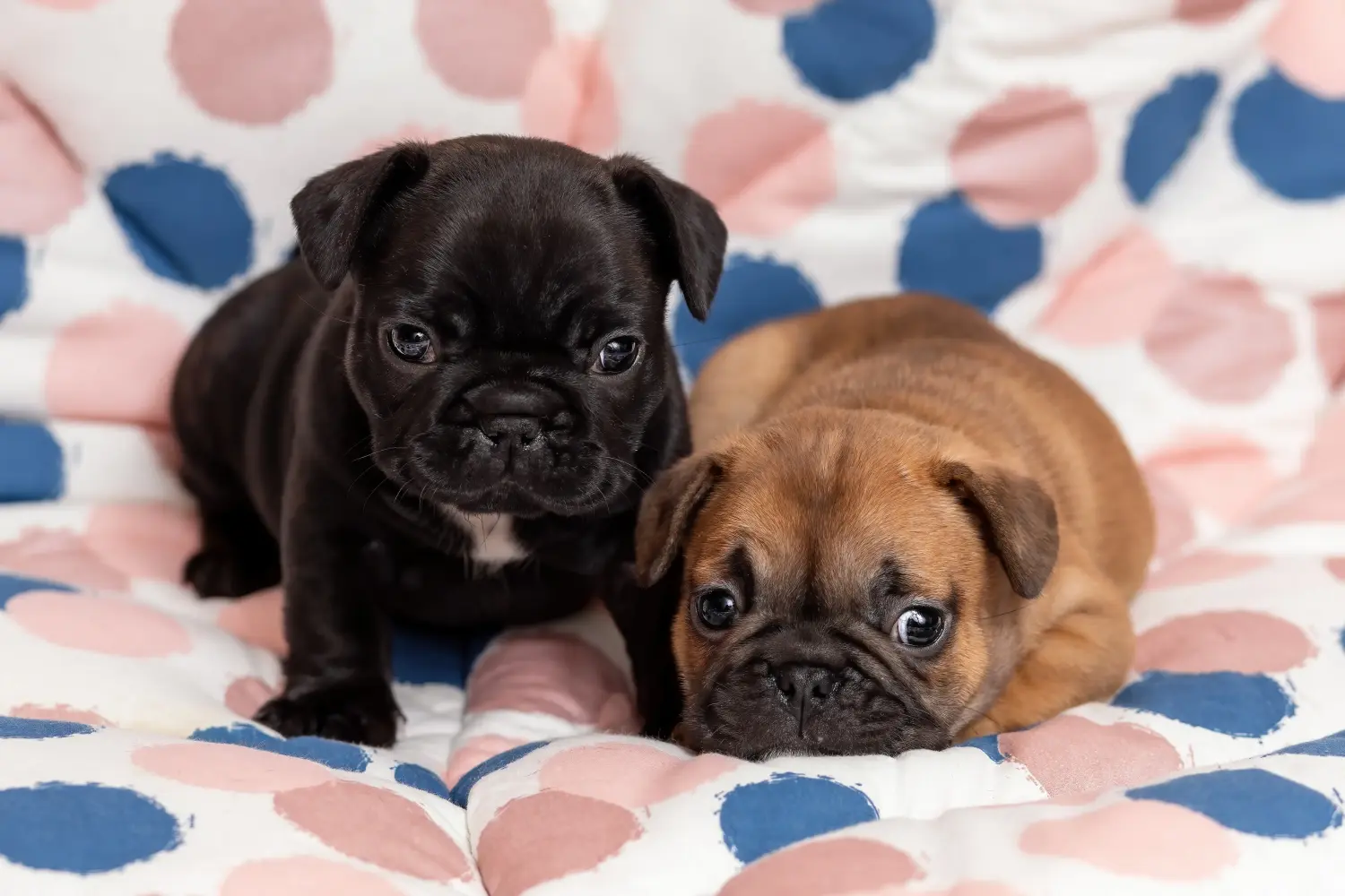 Buying a French Bulldog puppy means taking responsibility! Buy French Bulldog puppies.