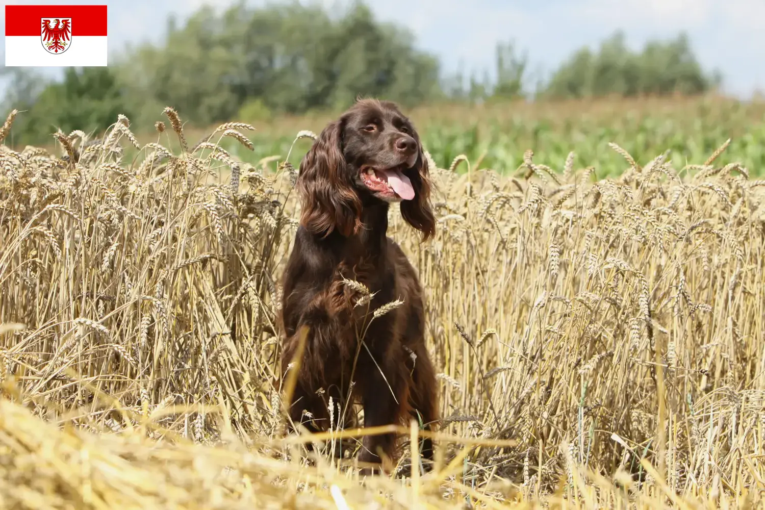 German Longhair puppies and breeders Brandenburg Here you can find German Longhair breeders in Brandenburg.