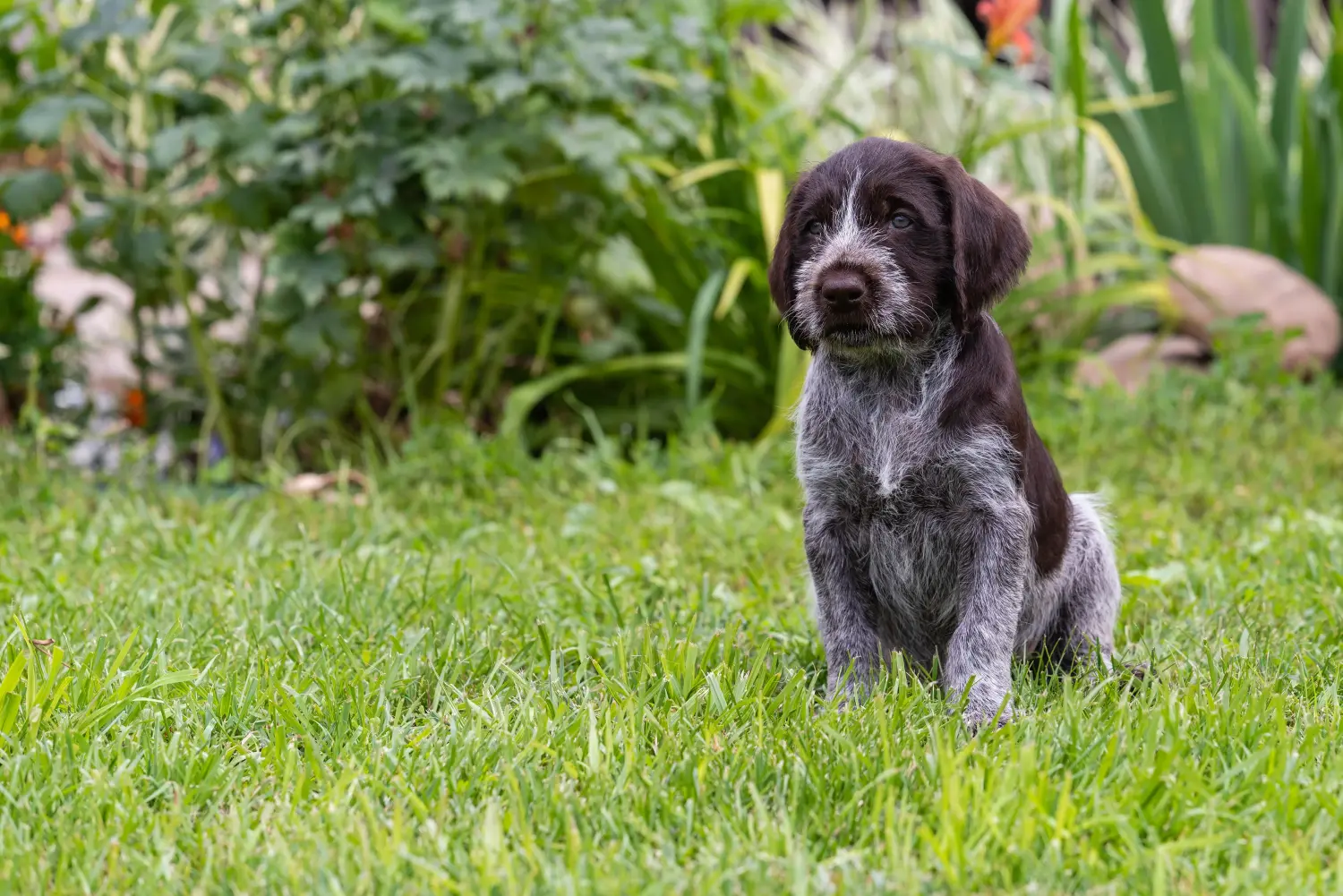 Buying a German Wirehair puppy means taking responsibility! Buy German Wirehaired puppies.