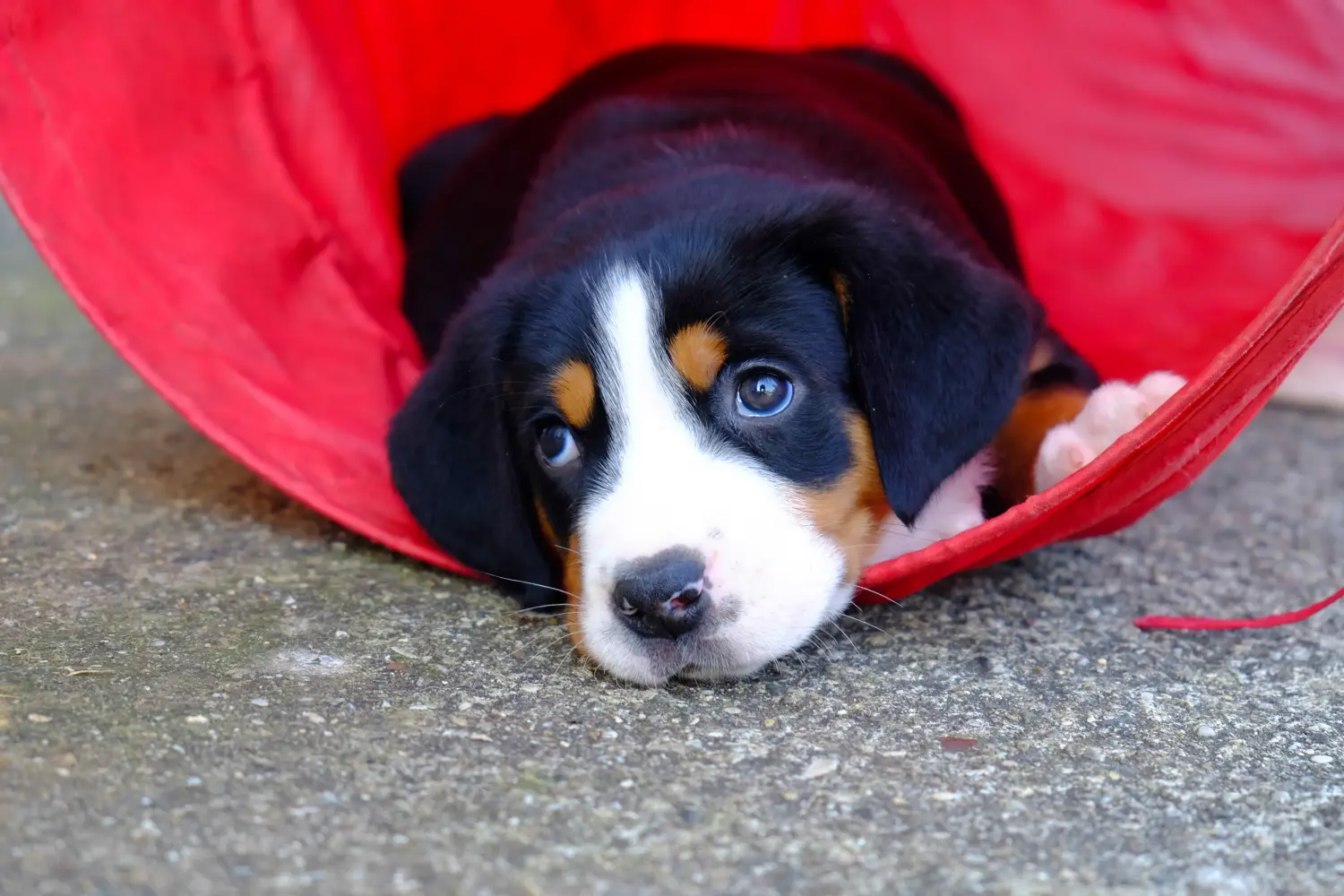 Buying a Greater Swiss Mountain Dog puppy means taking responsibility! Buy Greater Swiss Mountain Dog puppies.