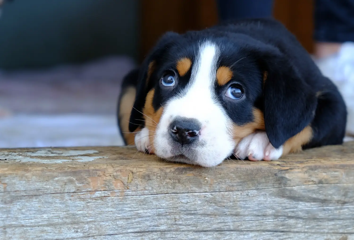 Buying a Greater Swiss Mountain Dog puppy means taking responsibility! Buy Greater Swiss Mountain Dog puppies.