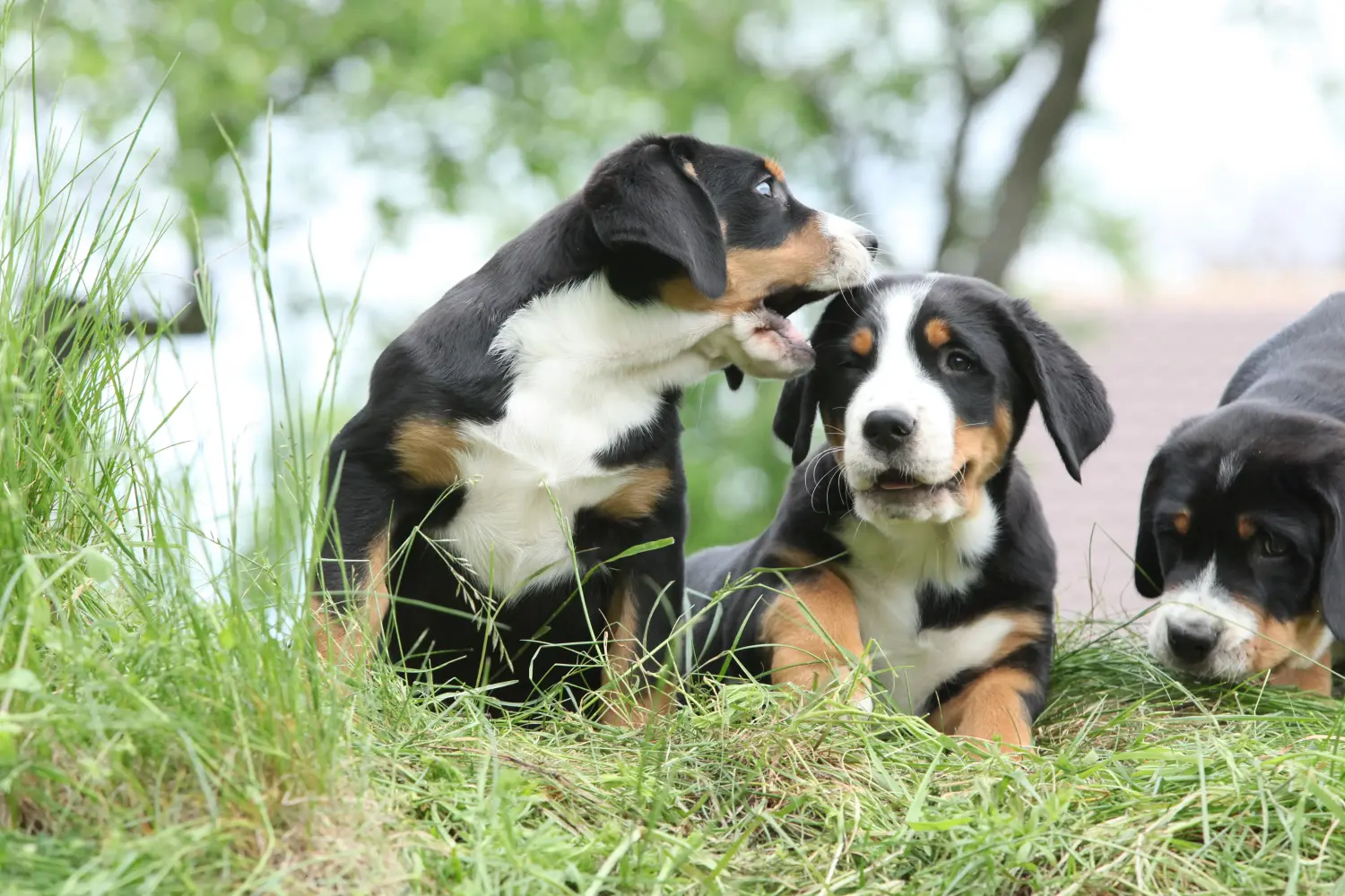 Buying a Greater Swiss Mountain Dog puppy means taking responsibility! Buy Greater Swiss Mountain Dog puppies.