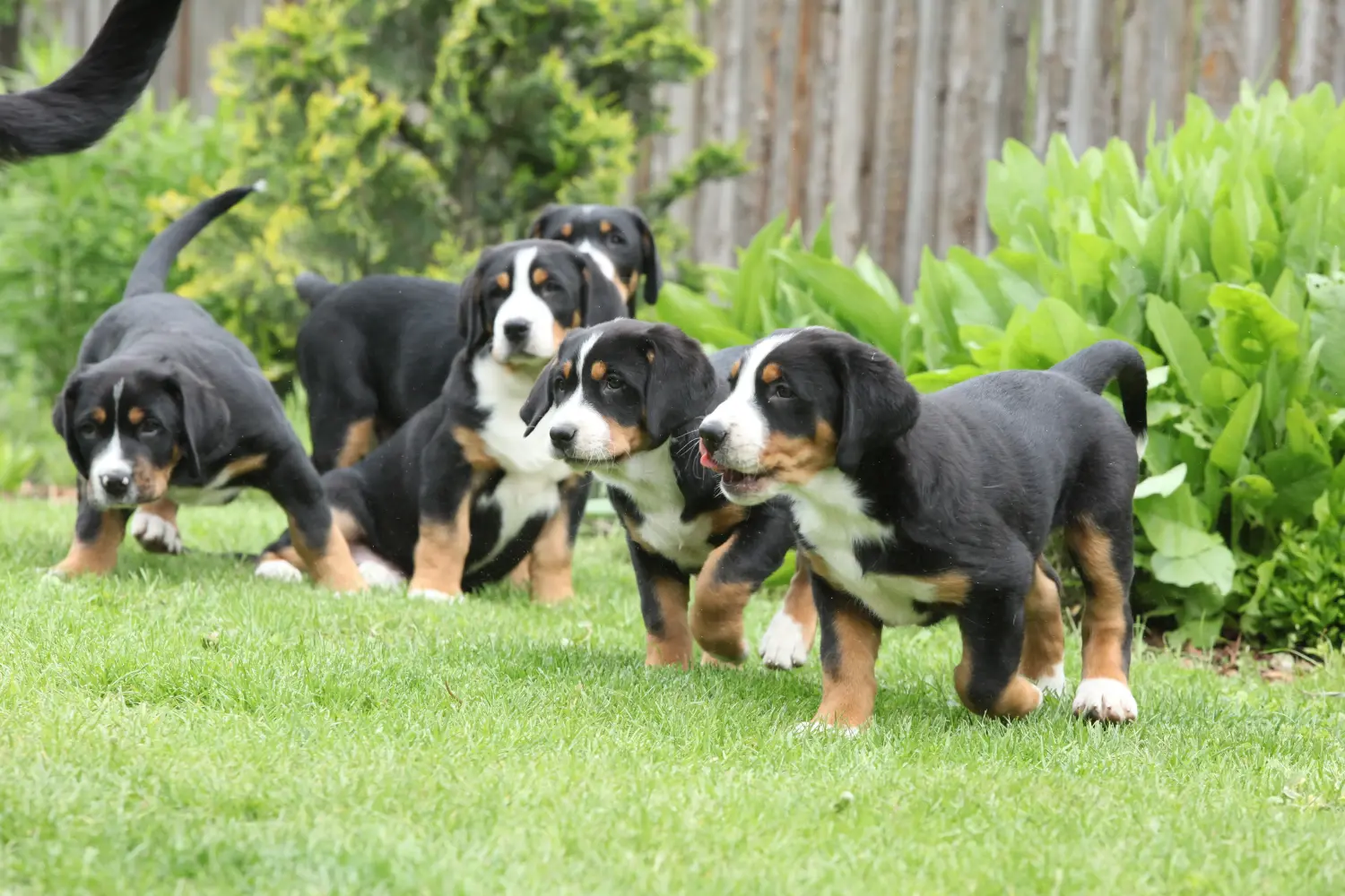 Buying a Greater Swiss Mountain Dog puppy means taking responsibility! Buy Greater Swiss Mountain Dog puppies.
