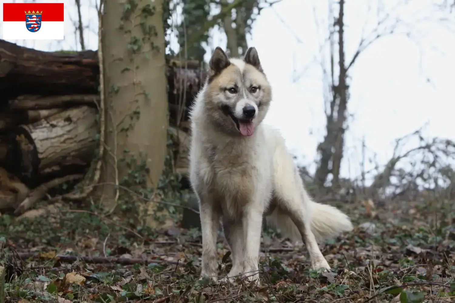 Greenland dog puppies and breeders Hesse Here you can find Greenland Dog breeders in Hessen.