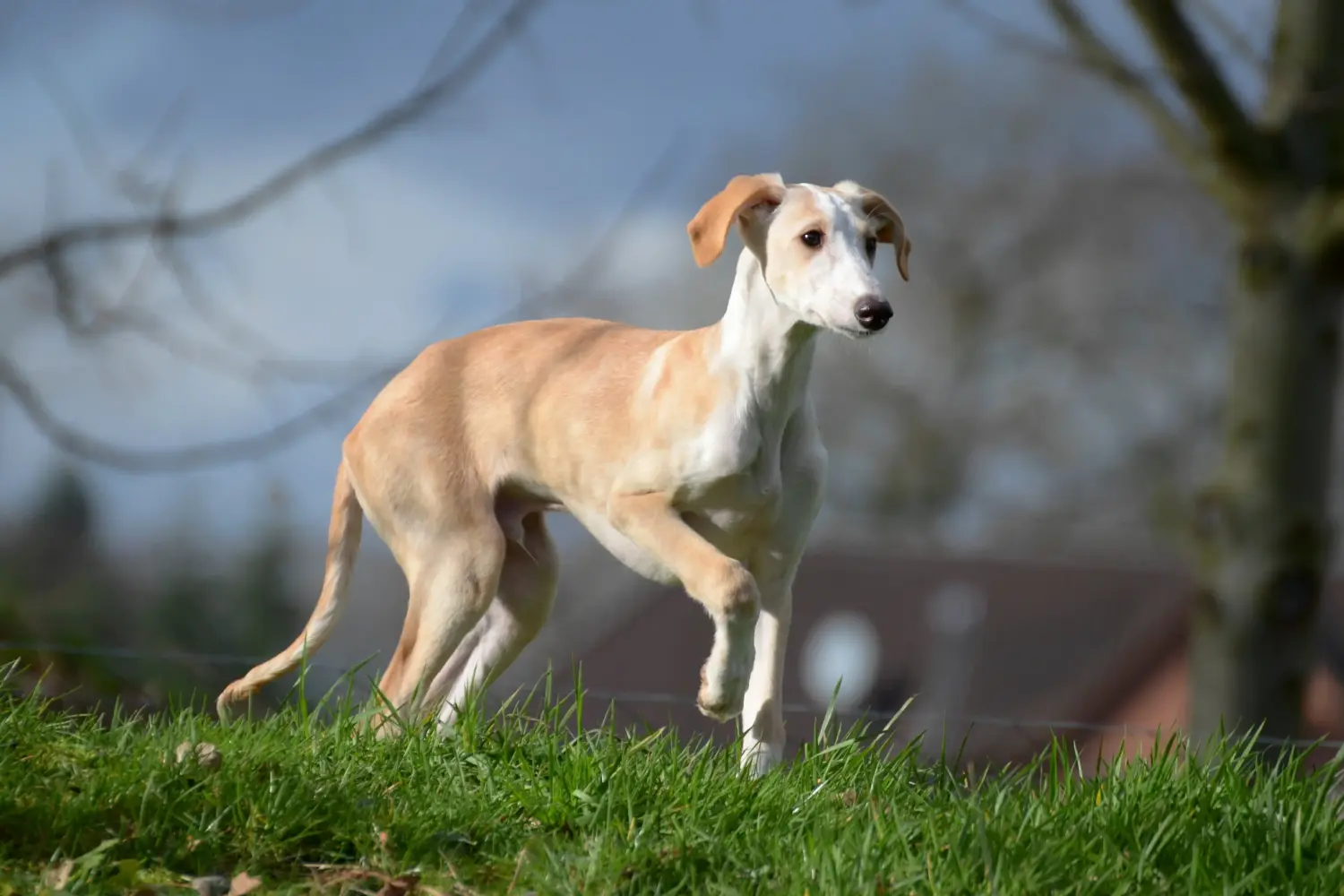 Buying a greyhound puppy means taking responsibility! Buy greyhound puppies.
