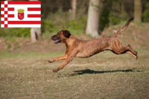 Read more about the article Hannoverscher Schweißhund breeders and puppies in Bremen