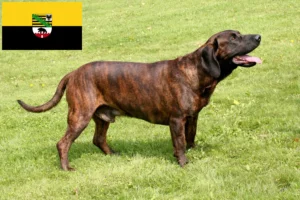 Read more about the article Hannoverscher Schweißhund breeders and puppies in Saxony-Anhalt