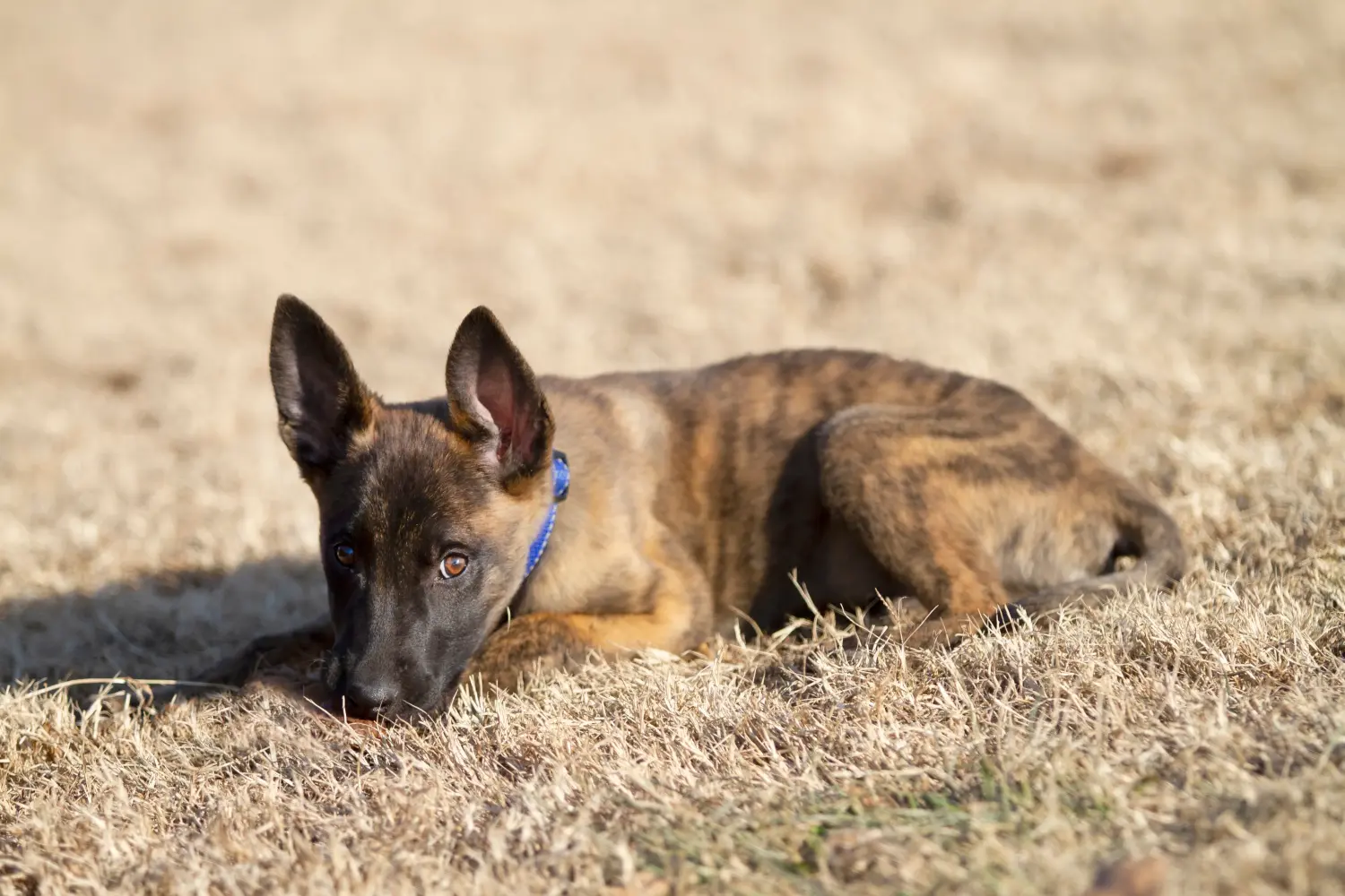Buying a Hollandse Herdershond puppy means taking responsibility! Buy Hollandse Herdershond puppies.