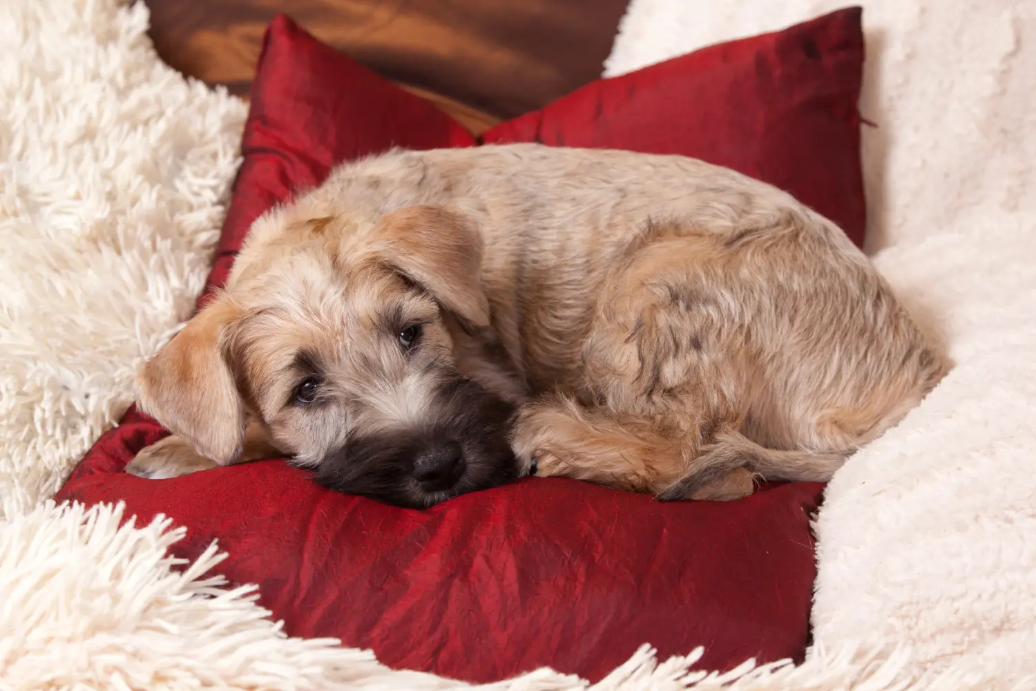 Buying an Irish Soft Coated Wheaten Terrier puppy means taking responsibility! Buy Irish Soft Coated Wheaten Terrier puppies.