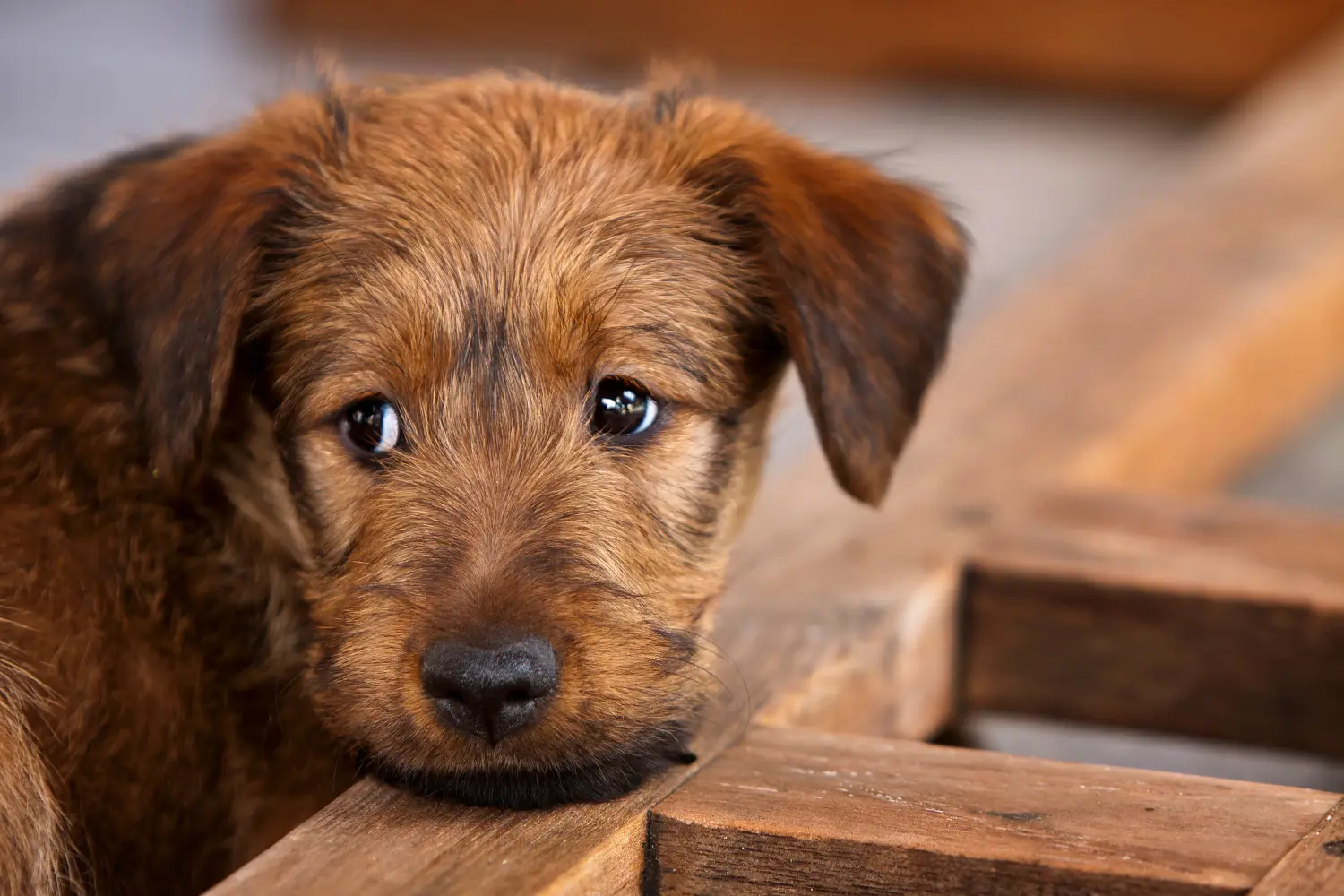 Buying an Irish Terrier puppy means taking responsibility! Buy Irish Terrier puppies.
