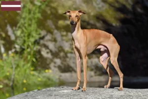 Read more about the article Italian wind chime breeders and puppies in Latvia