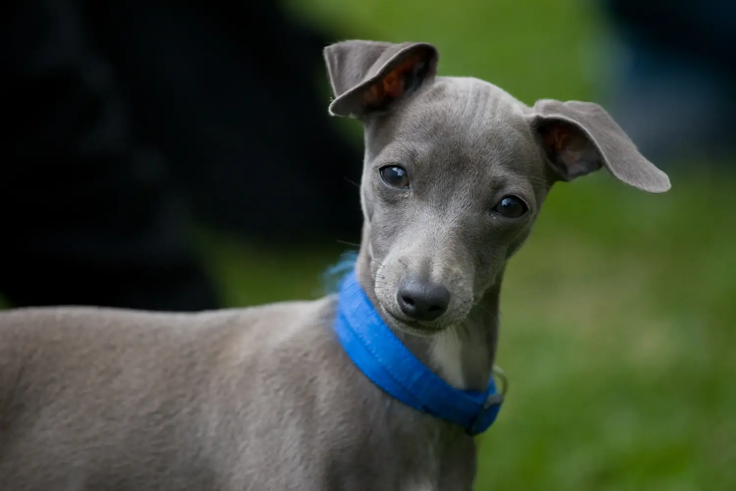Buying an Italian Greyhound puppy means taking responsibility! Buy Italian wind chime puppies.
