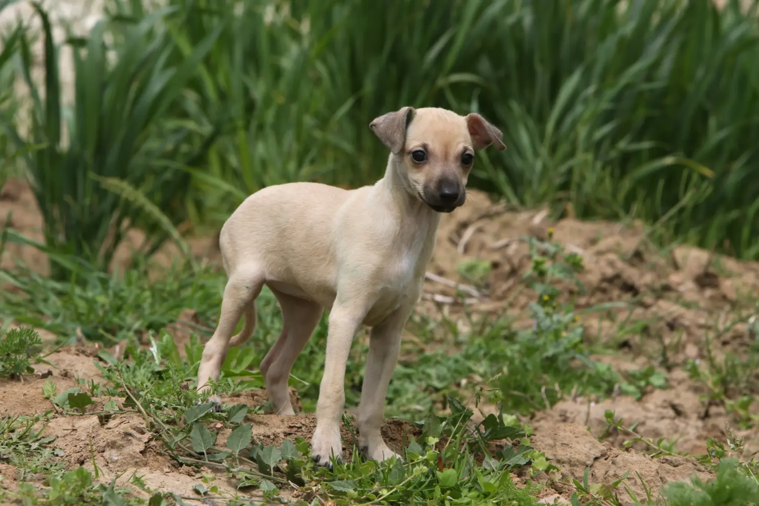 Buying an Italian Greyhound puppy means taking responsibility! Buy Italian wind chime puppies.