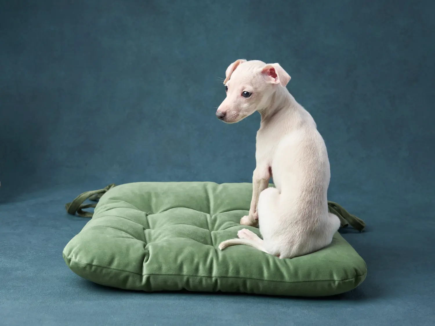 Buying an Italian Greyhound puppy means taking responsibility! Buy Italian wind chime puppies.