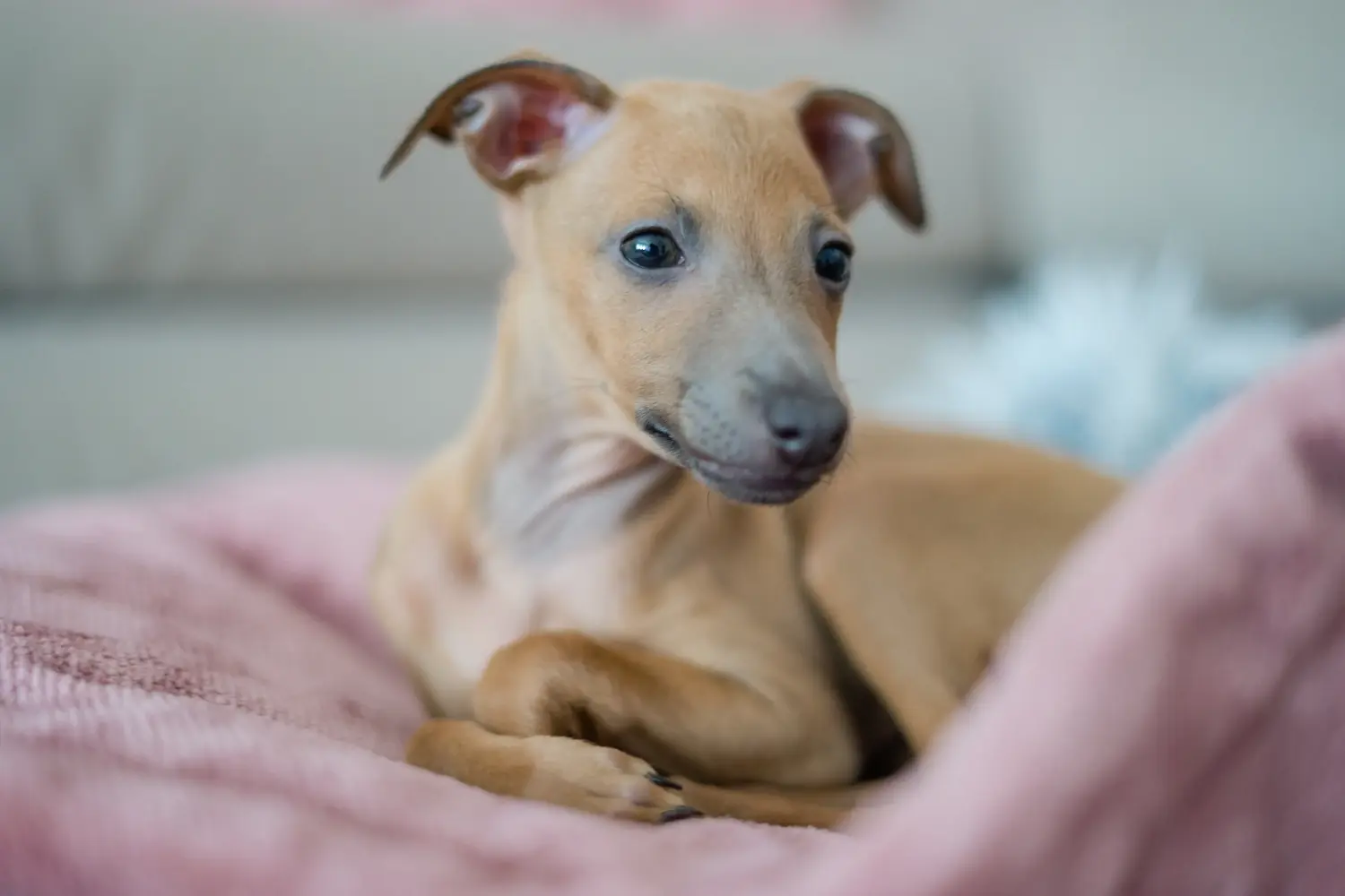 Buying an Italian Greyhound puppy means taking responsibility! Buy Italian wind chime puppies.