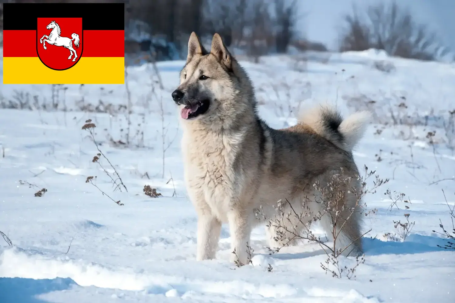 Laika puppies and breeders Lower Saxony Find Laika breeders in Lower Saxony here.