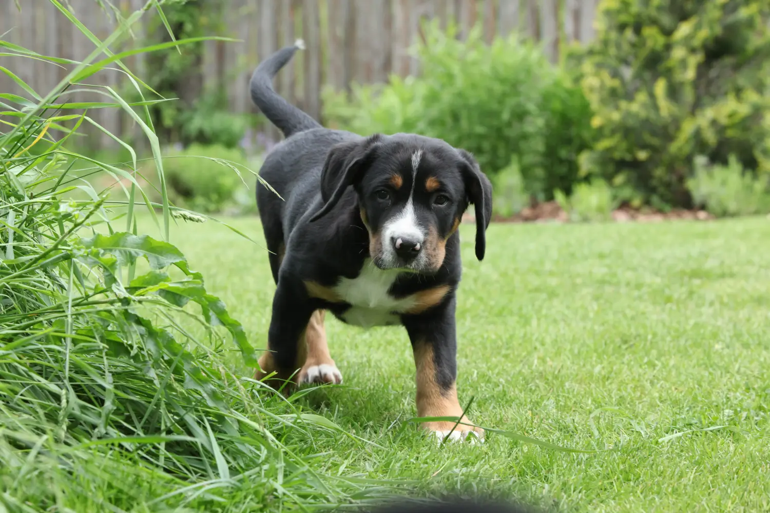 Buying a Greater Swiss Mountain Dog puppy means taking responsibility! Buy Greater Swiss Mountain Dog puppies.