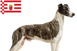 Read more about the article Magyar Agar breeders and puppies in Bremen