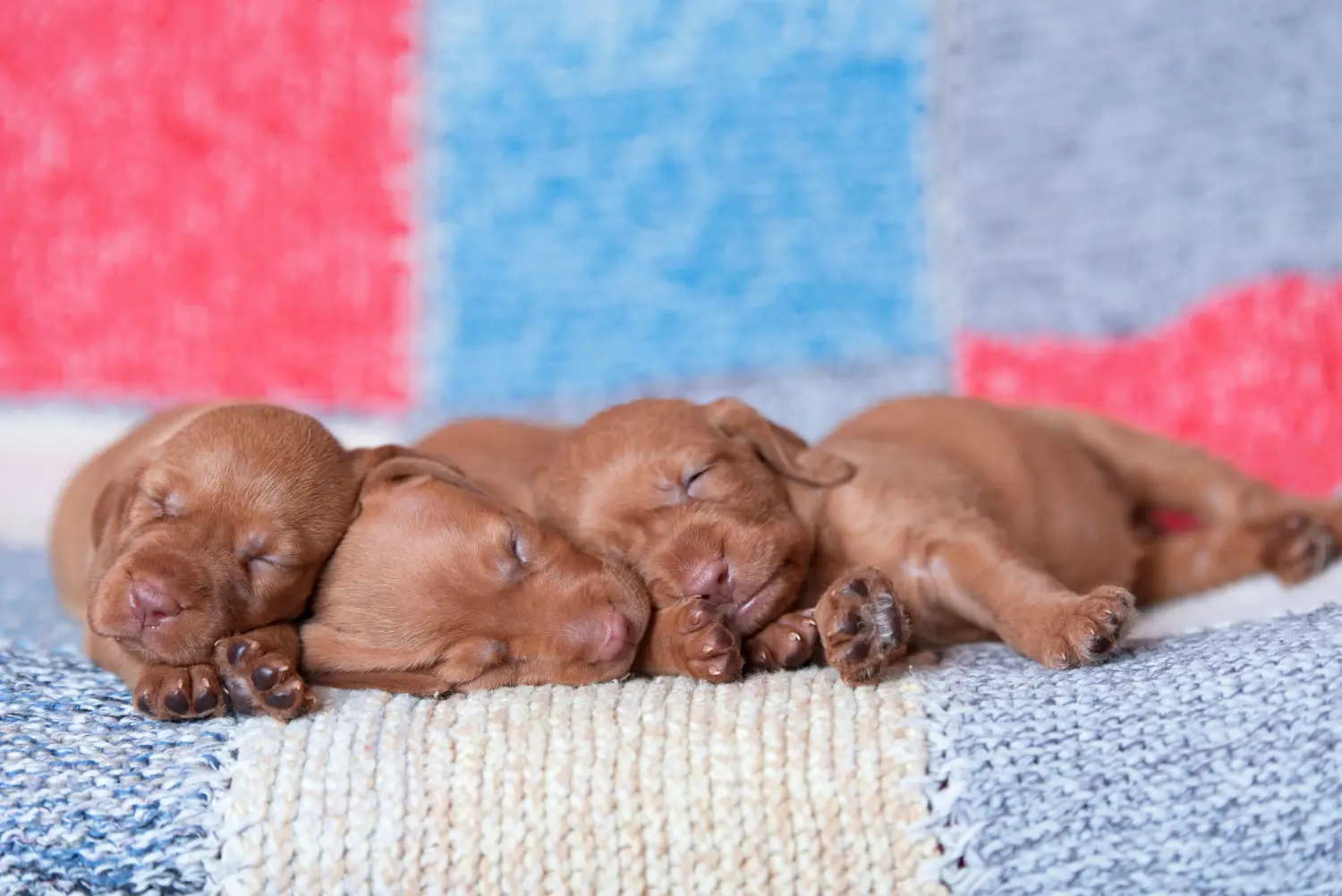 Buying a Magyar Vizsla puppy means taking responsibility! Buy Magyar Vizsla puppies.
