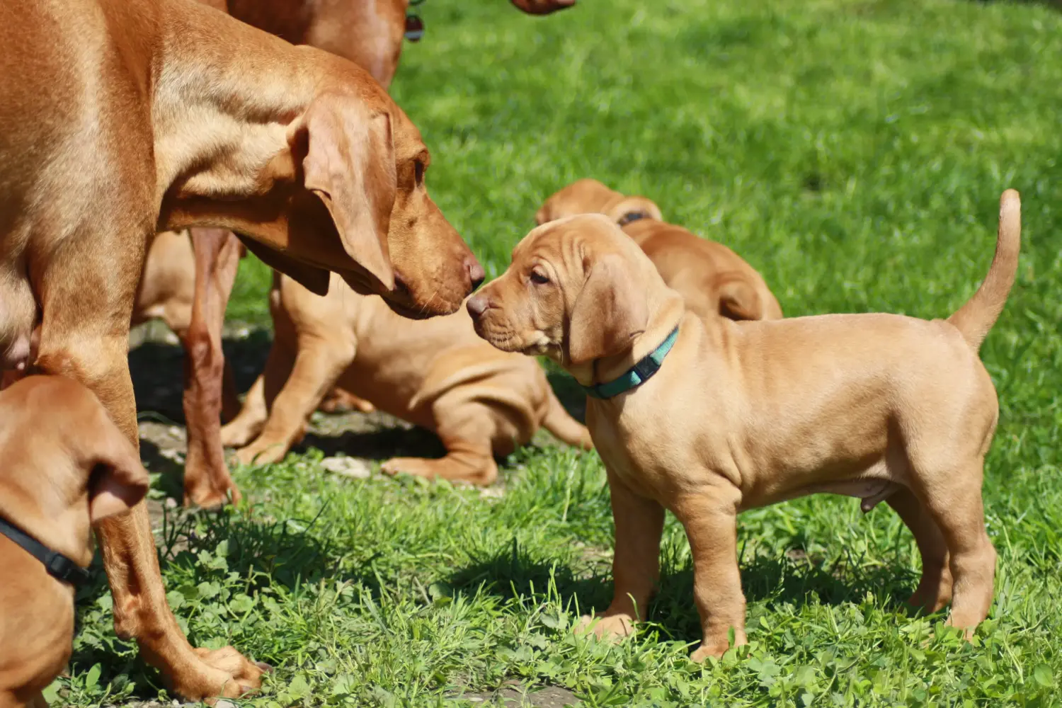 Buying a Magyar Vizsla puppy means taking responsibility! Buy Magyar Vizsla puppies.