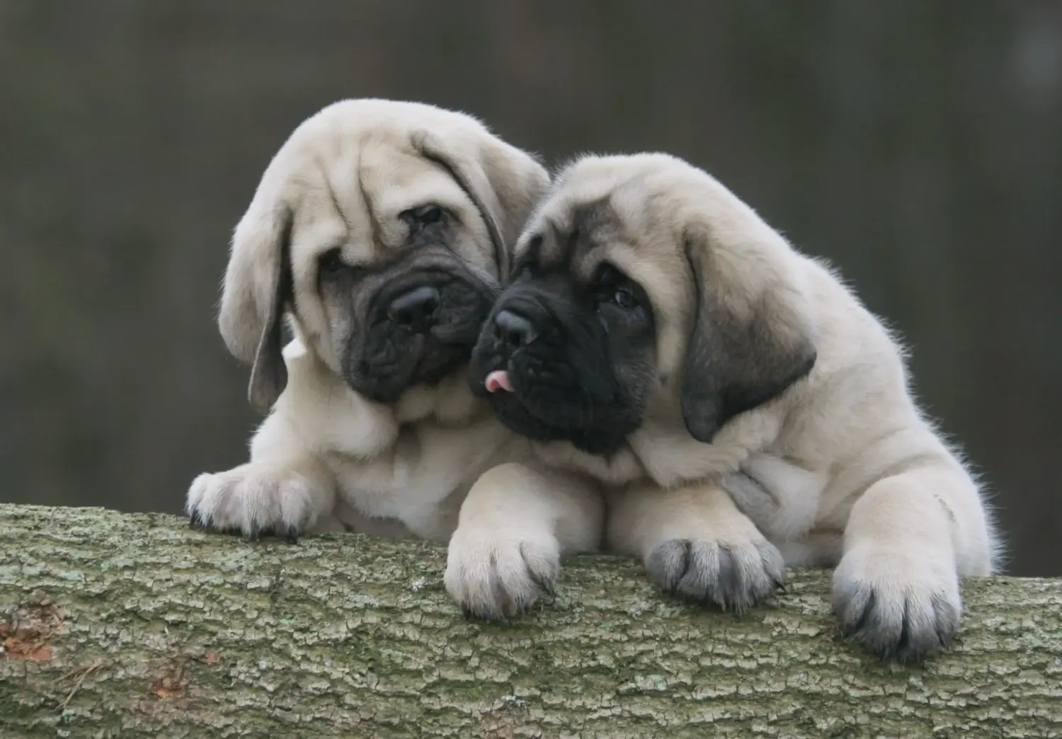 Buying a Mastiff puppy means taking responsibility! Buy Mastiff puppies.