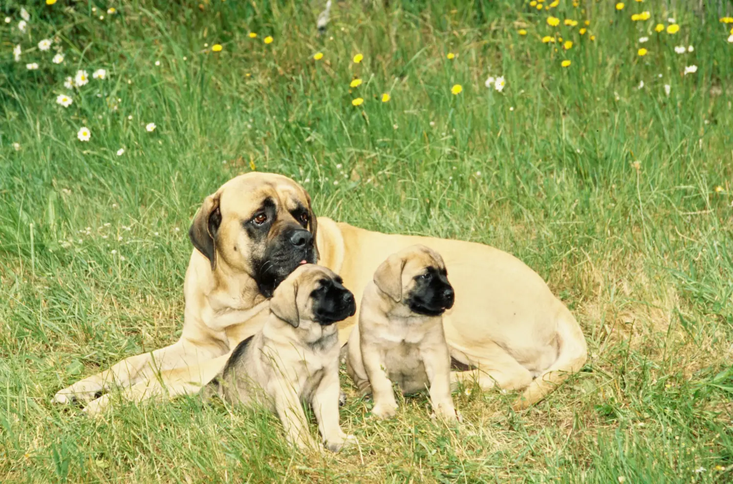 Buying a Mastiff puppy means taking responsibility! Buy Mastiff puppies.