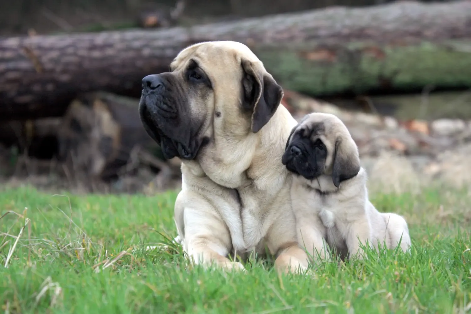 Buying a Mastiff puppy means taking responsibility! Buy Mastiff puppies.