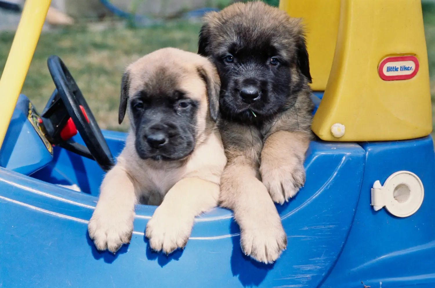 Buying a Mastiff puppy means taking responsibility! Buy Mastiff puppies.