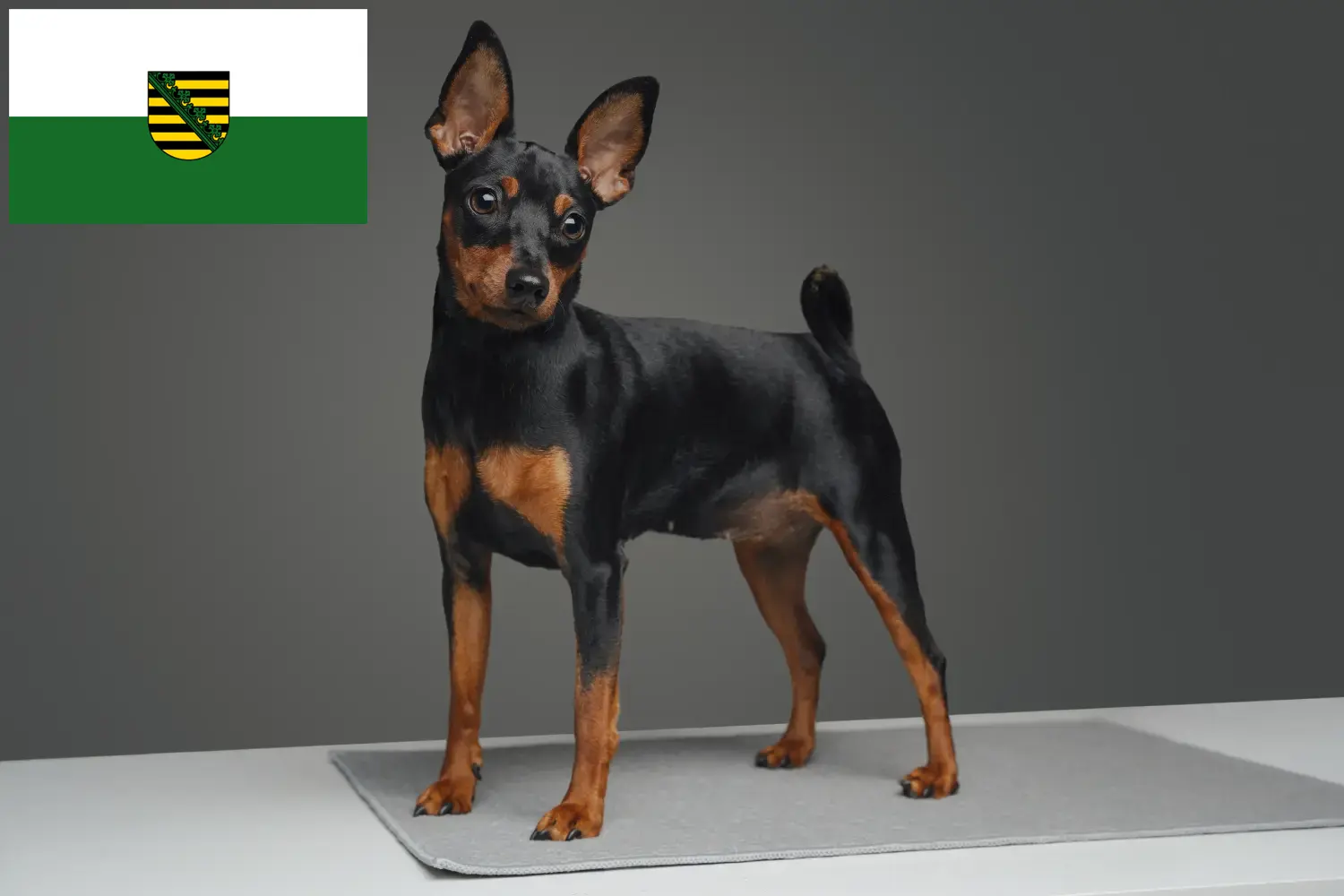 Miniature Pinscher puppies and breeder Saxony Here you can find Miniature Pinscher breeders in Saxony.
