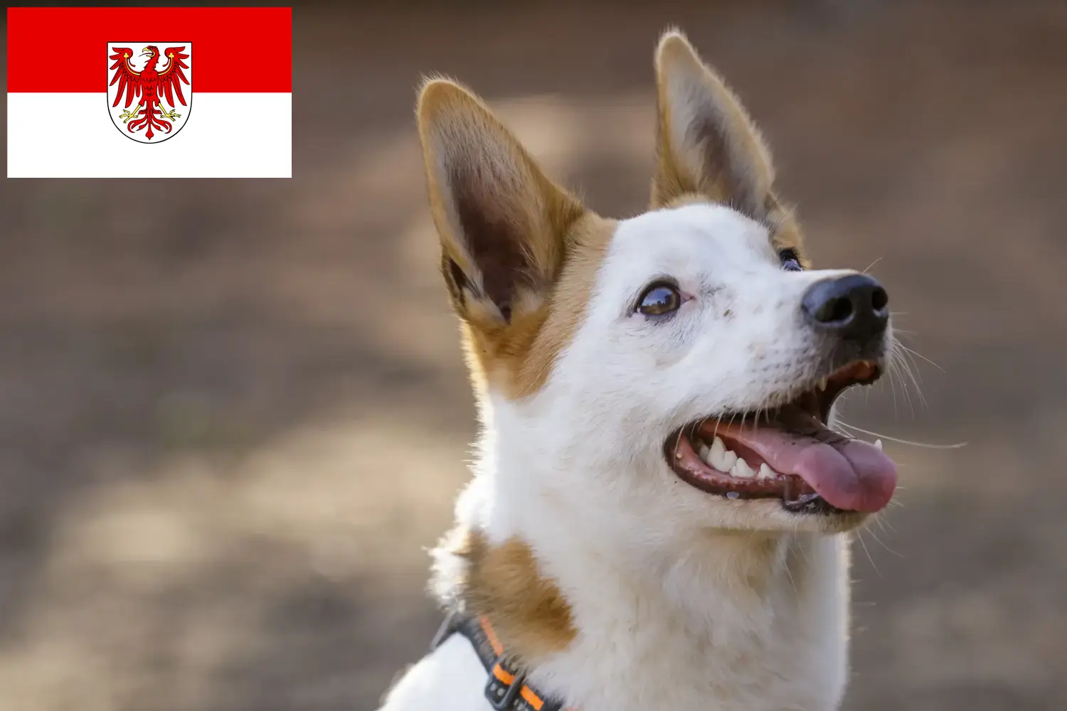 Norrbottenspitz puppies and breeders Brandenburg Here you can find Norrbottenspitze breeders in Brandenburg.