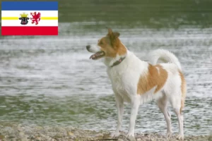 Read more about the article Norrbottenspitz breeders and puppies in Mecklenburg-Vorpommern