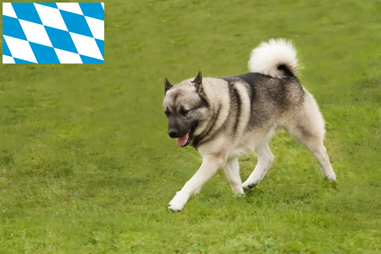 Norwegian Buhund puppies and breeders Bavaria Here you can find Norwegian Buhunde breeders in Bavaria.