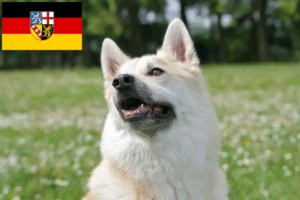 Read more about the article Norwegian Buhund breeder and puppies in Saarland