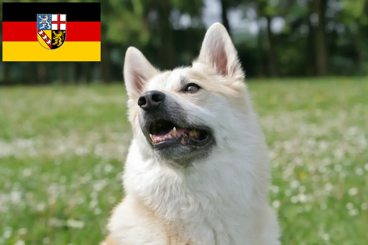 Norwegian Buhund puppies and breeder Saarland Here you can find Norwegian Buhunde breeders im Saarland.
