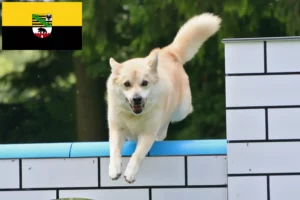 Read more about the article Norwegian Buhund breeders and puppies in Saxony-Anhalt