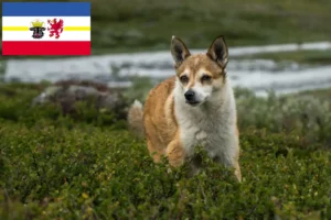 Read more about the article Norwegian Lundehund breeders and puppies in Mecklenburg-Vorpommern