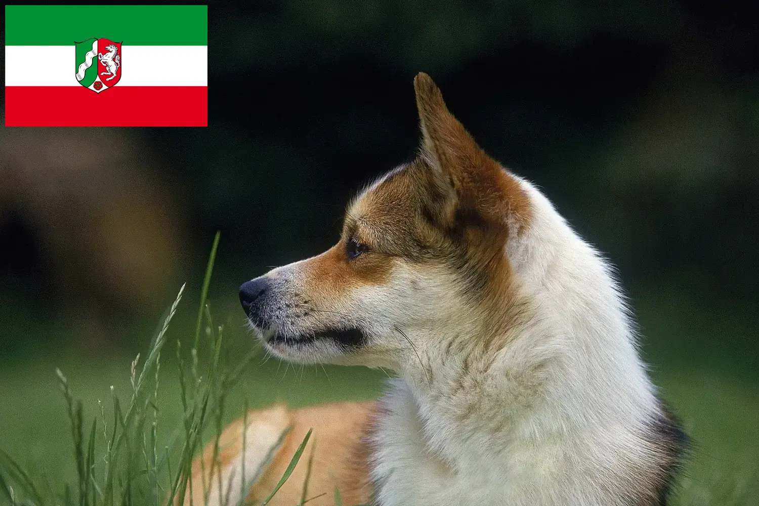 Read more about the article Norwegian Lundehund breeders and puppies in North Rhine-Westphalia