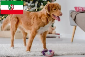 Read more about the article Nova Scotia Duck Tolling Retriever breeders and puppies in North Rhine-Westphalia