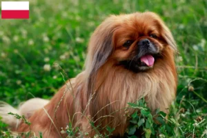Read more about the article Pekingese breeders and puppies in Poland