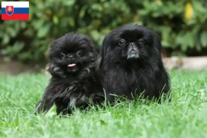 Read more about the article Pekingese breeders and puppies in Slovakia