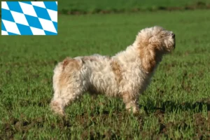 Read more about the article Petit Basset Griffon Vendéen breeders and puppies in Bavaria