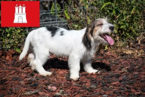 Read more about the article Petit Basset Griffon Vendéen breeders and puppies in Hamburg