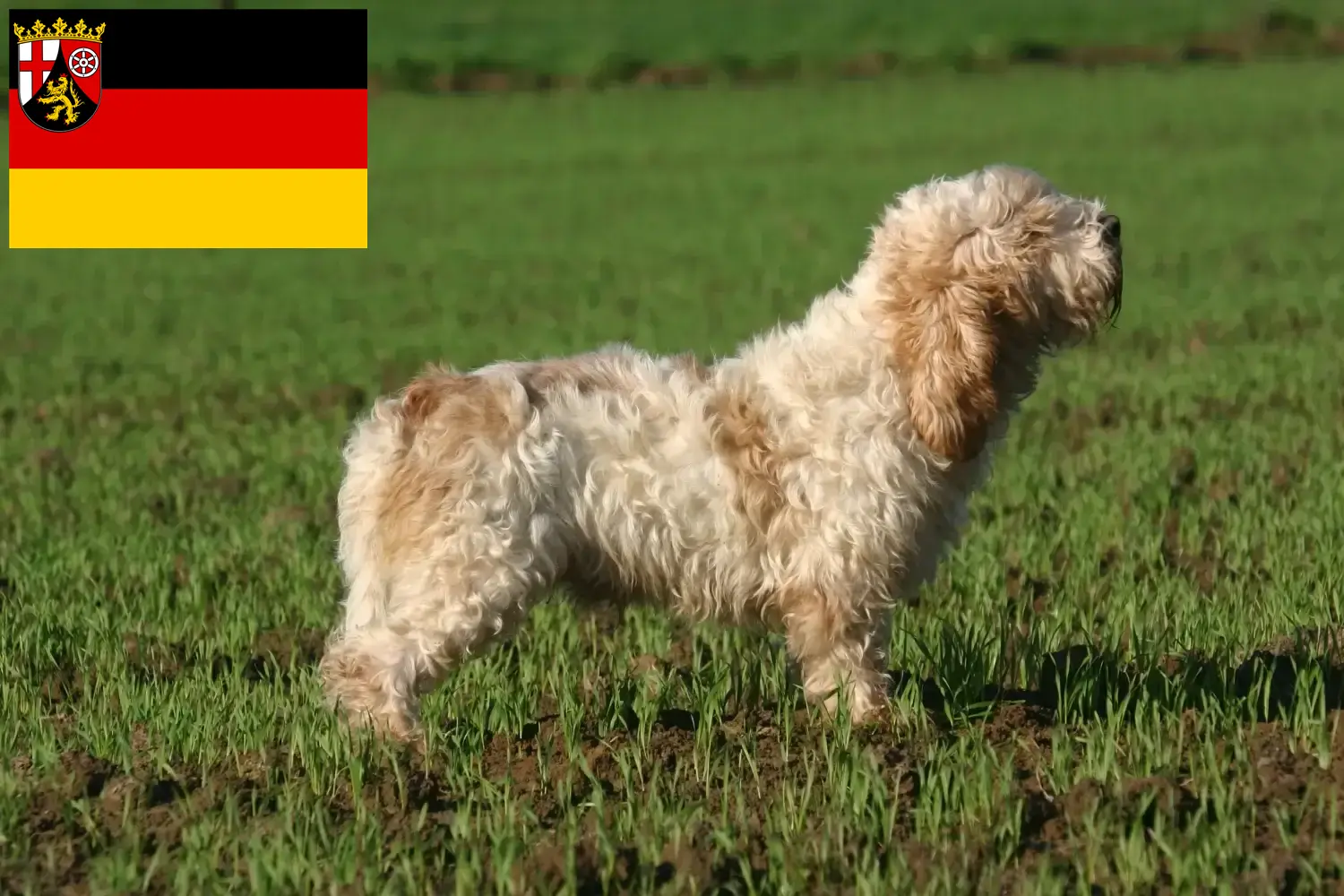 Petit Basset Griffon Vendéen puppies and breeders Rhineland-Palatinate Find Petit Basset Griffon Vendéens breeders in Rhineland-Palatinate.